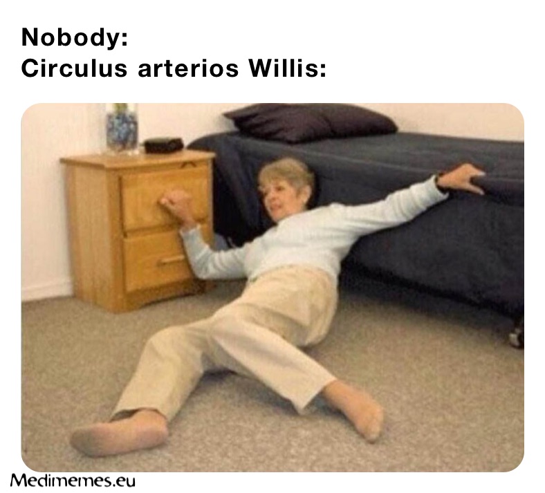 Nobody:
Circulus arterios Willis: