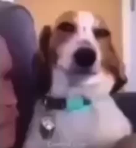 Post By Suchpoo Memes