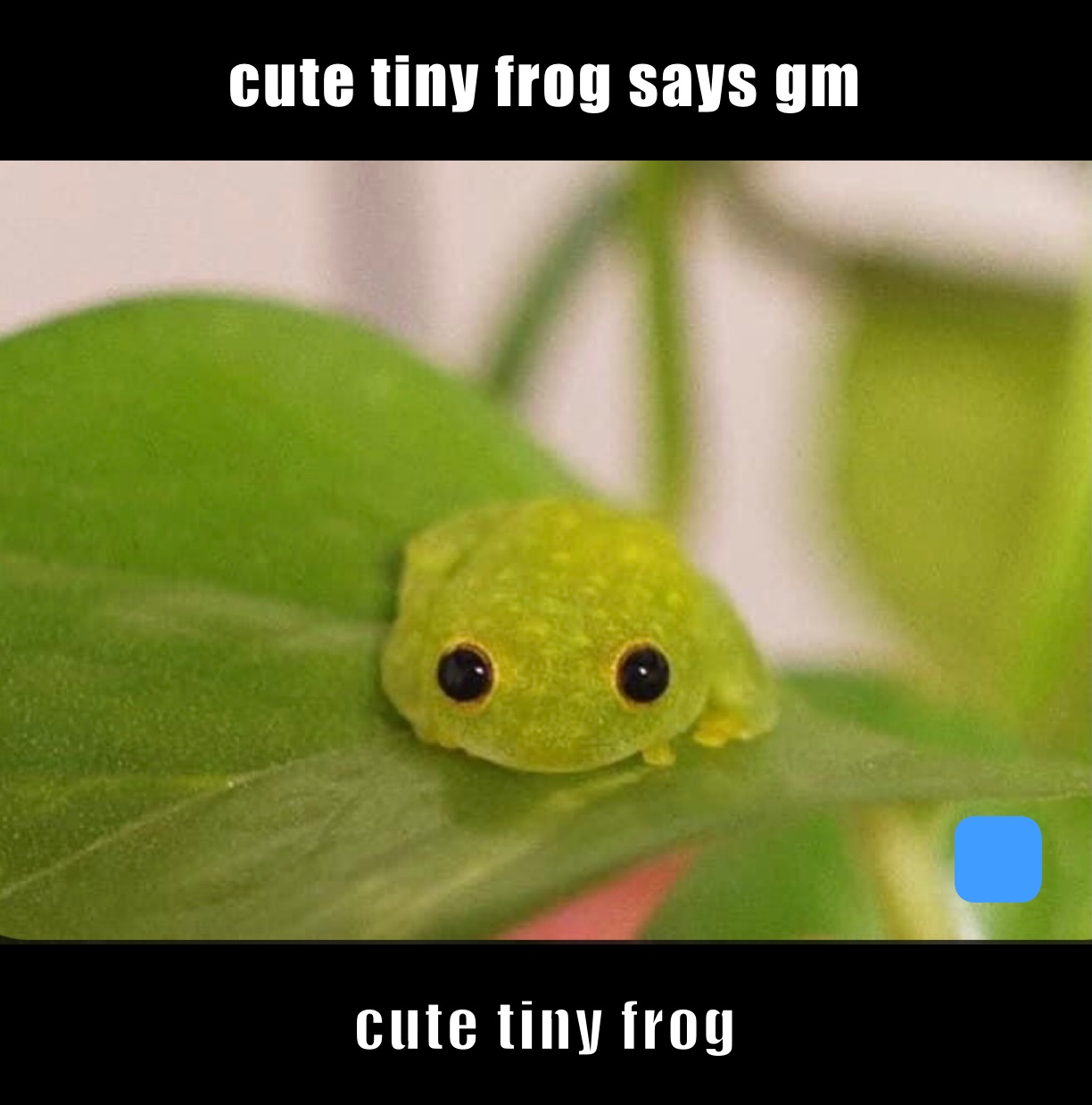 cute tiny frog says gm cute tiny feog