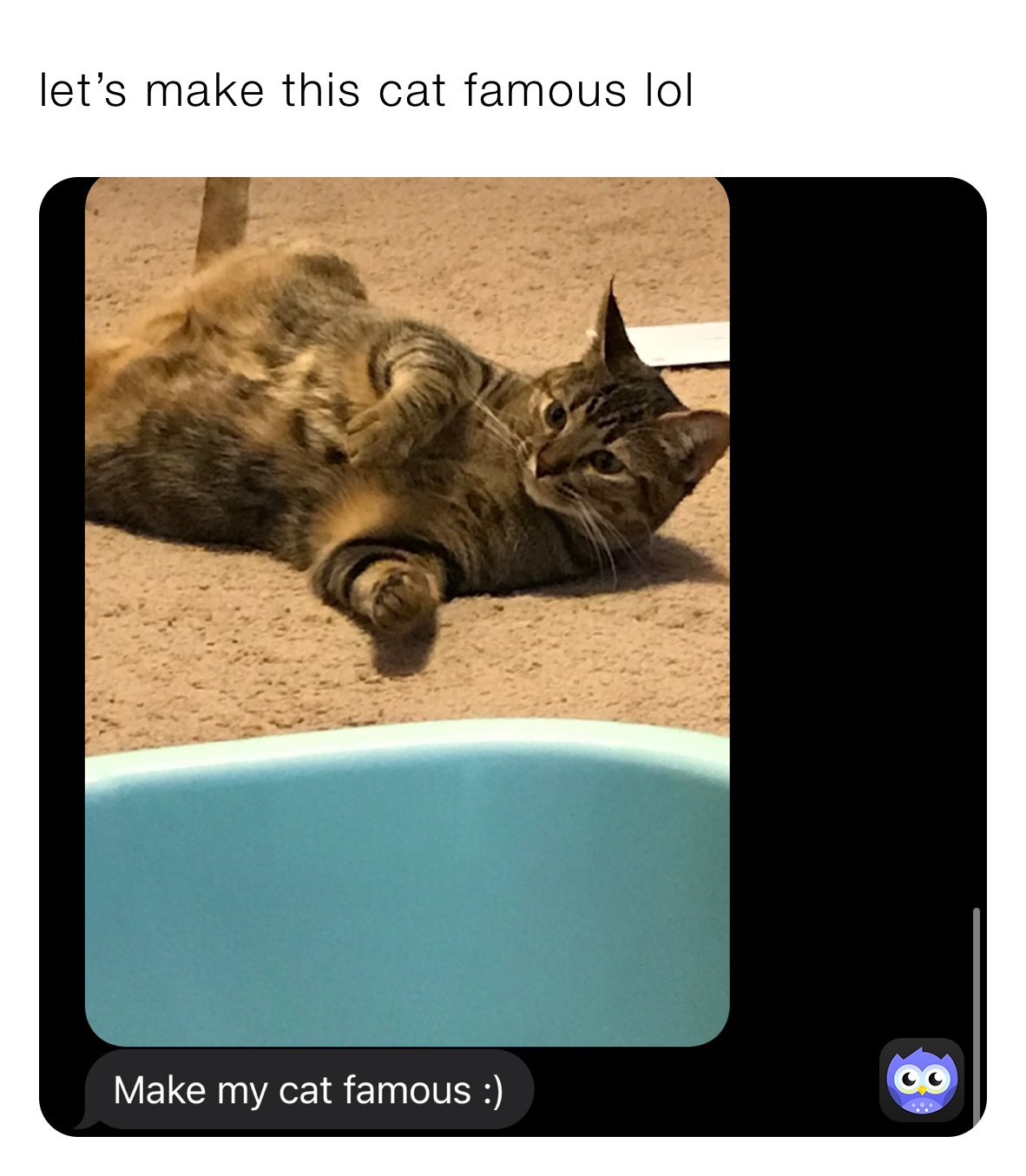 let’s make this cat famous lol
