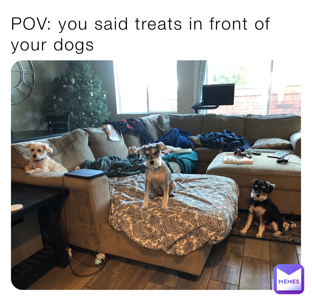 POV: you said treats in front of your dogs