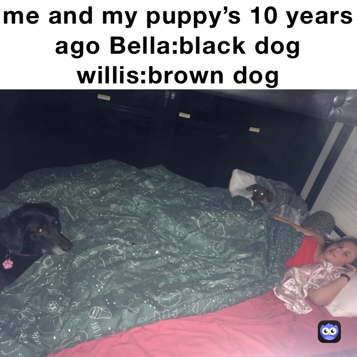 me and my puppy’s 10 years 
ago Bella:black dog willis:brown dog