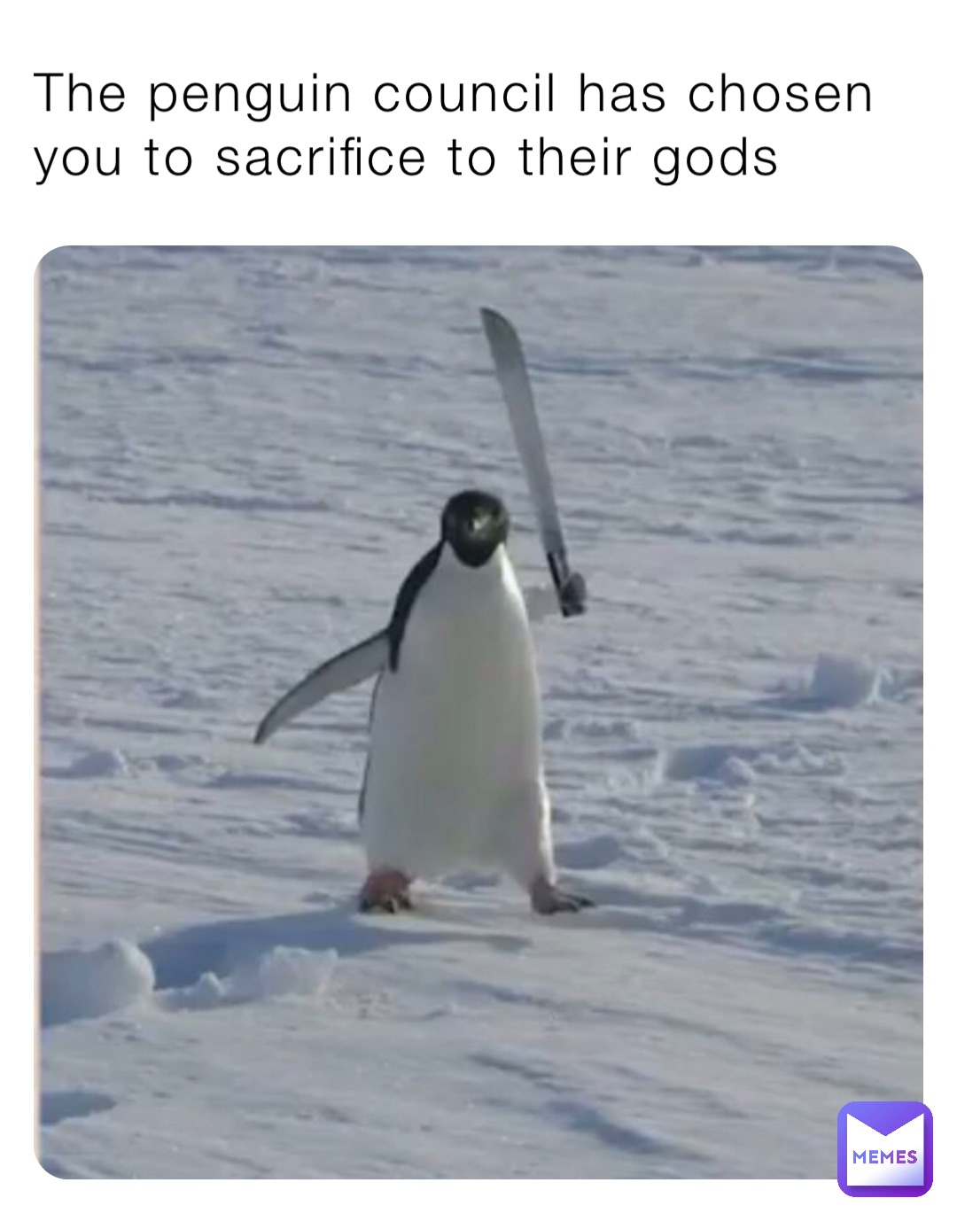 The penguin council has chosen you to sacrifice to their gods