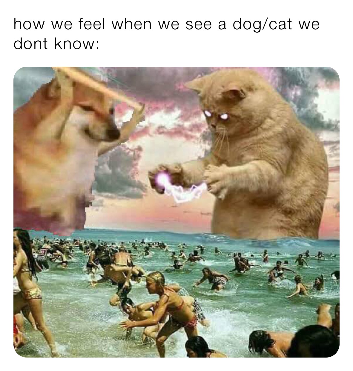 how we feel when we see a dog/cat we dont know: