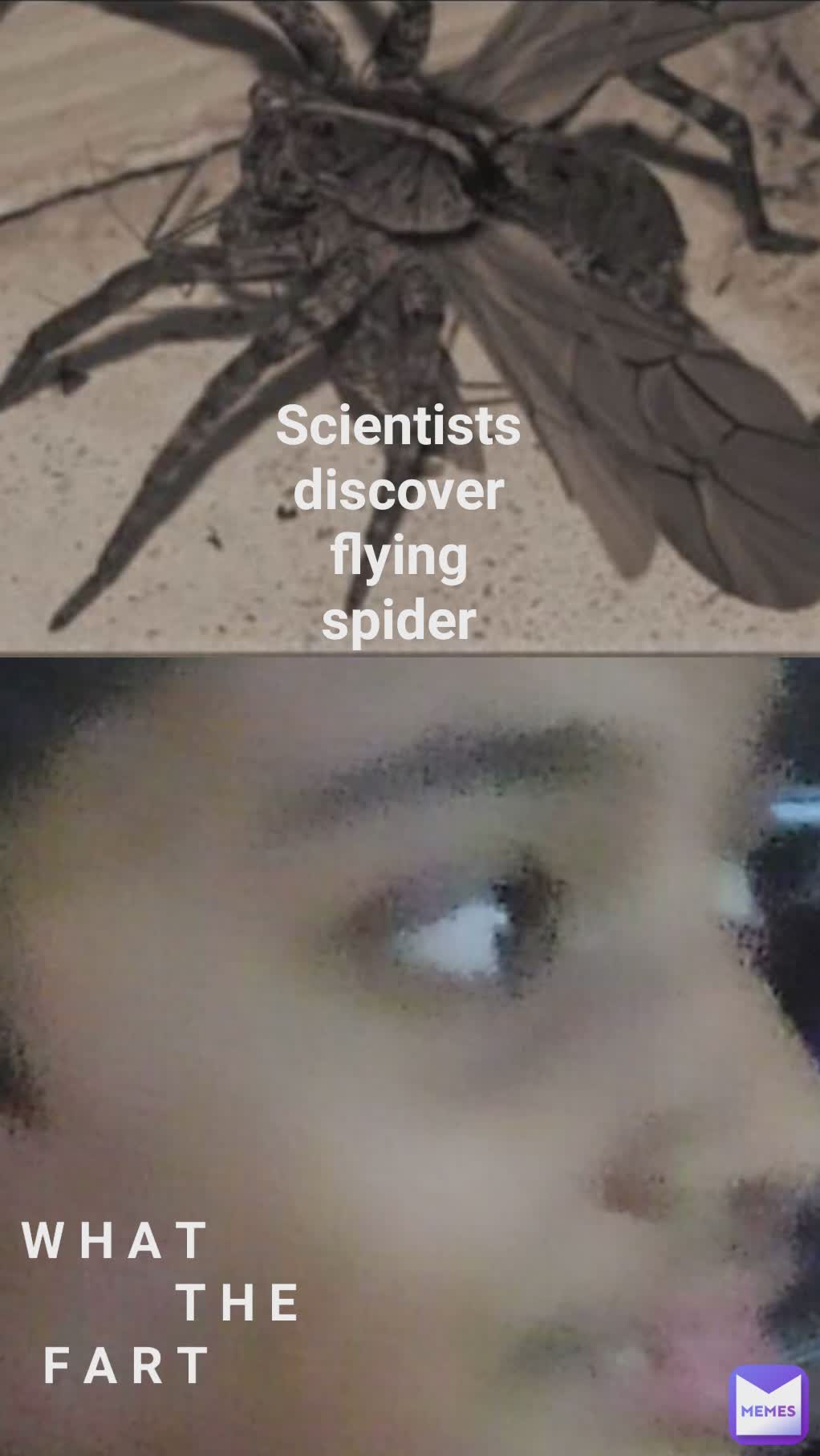 Scientists discover flying spider THE W H A T T H E F A R T