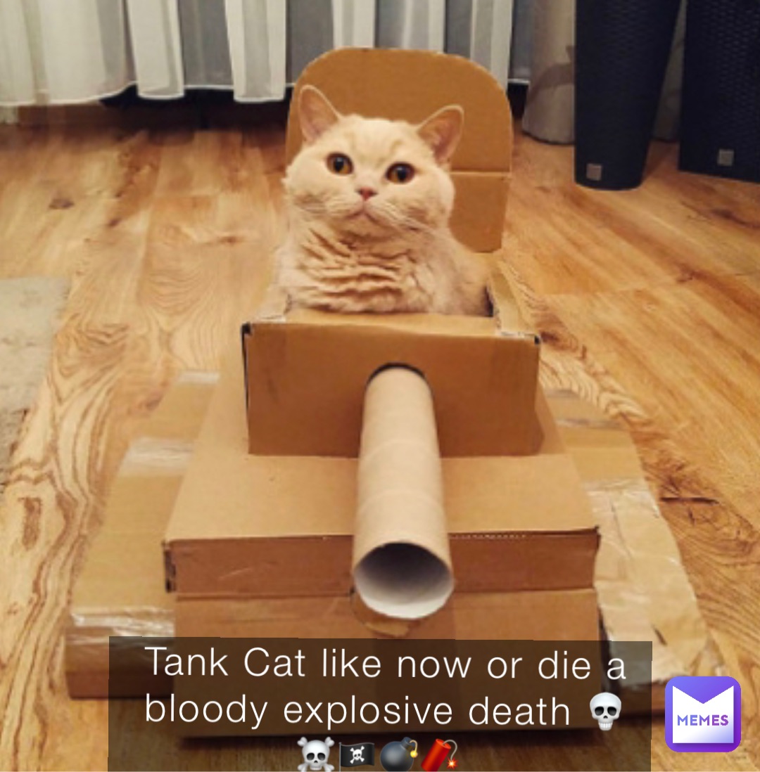 Tank Cat like now or die a bloody explosive death 💀 ☠️🏴‍☠️💣🧨