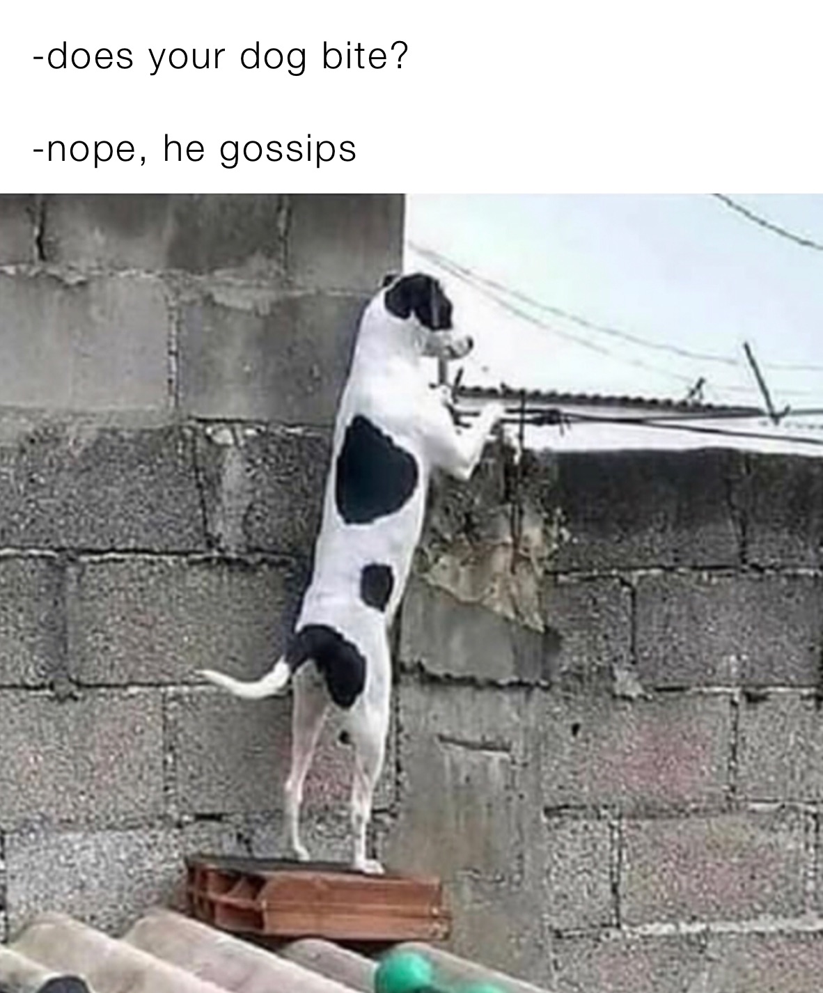 -does your dog bite?

-nope, he gossips 