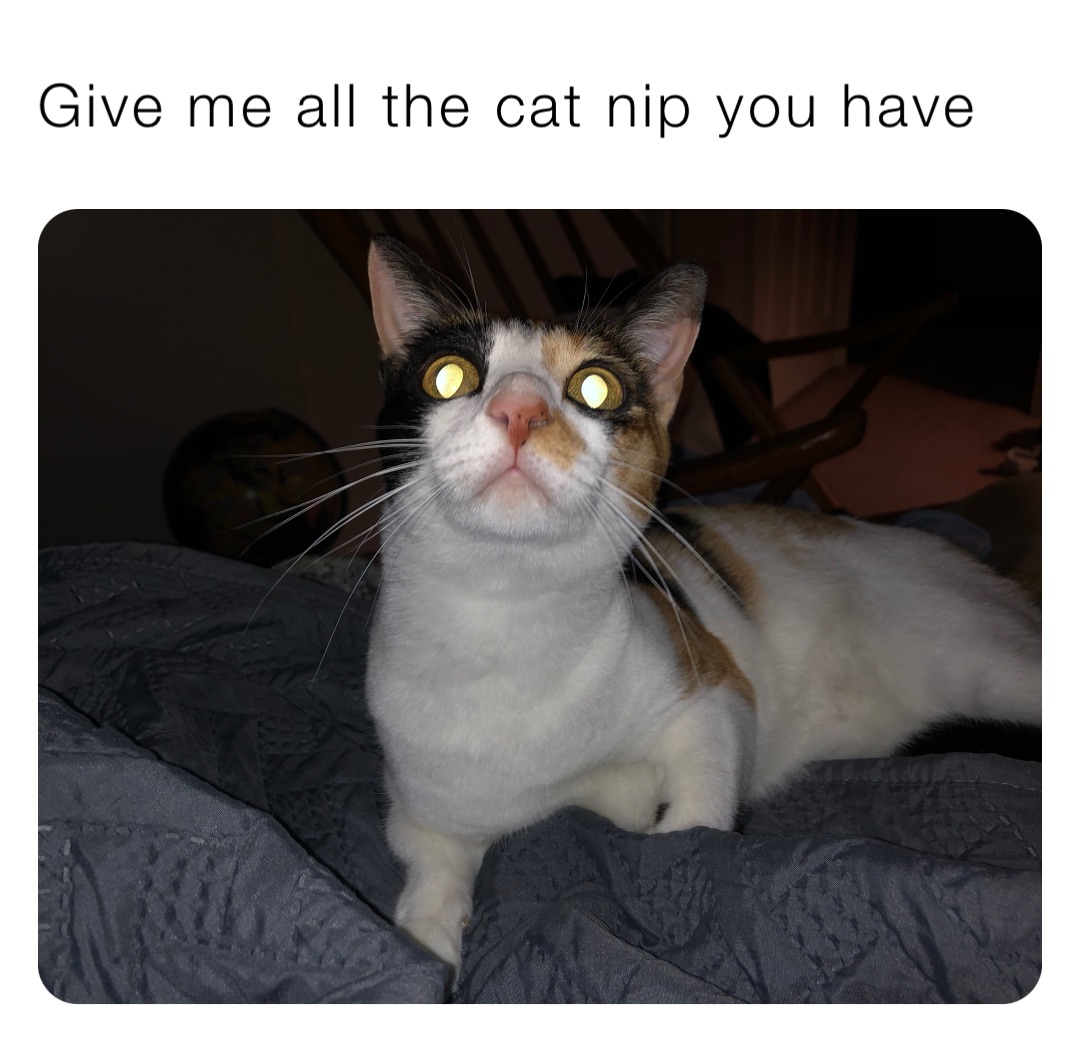 Give me all the cat nip you have knightsofoshawott Memes