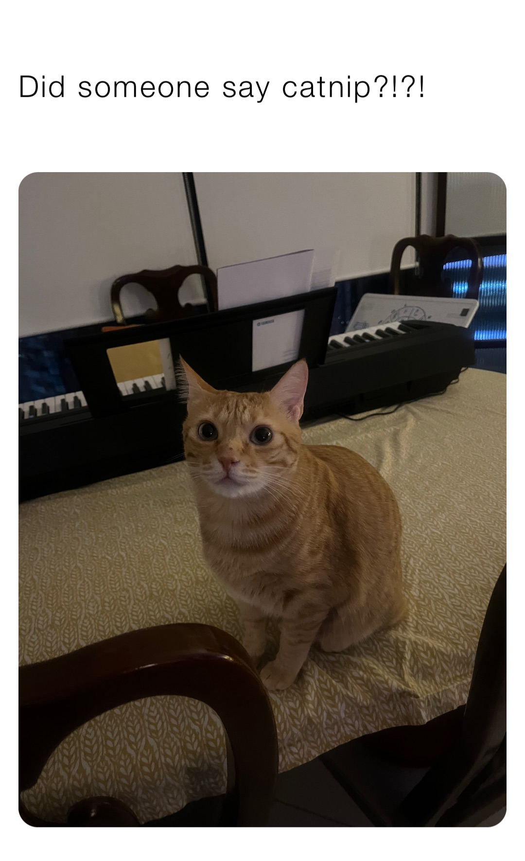 Meme by knightsofoshawott