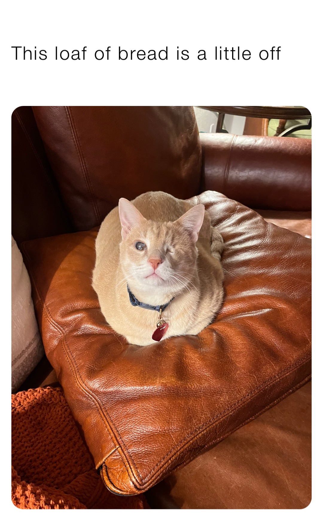 Meme by knightsofoshawott