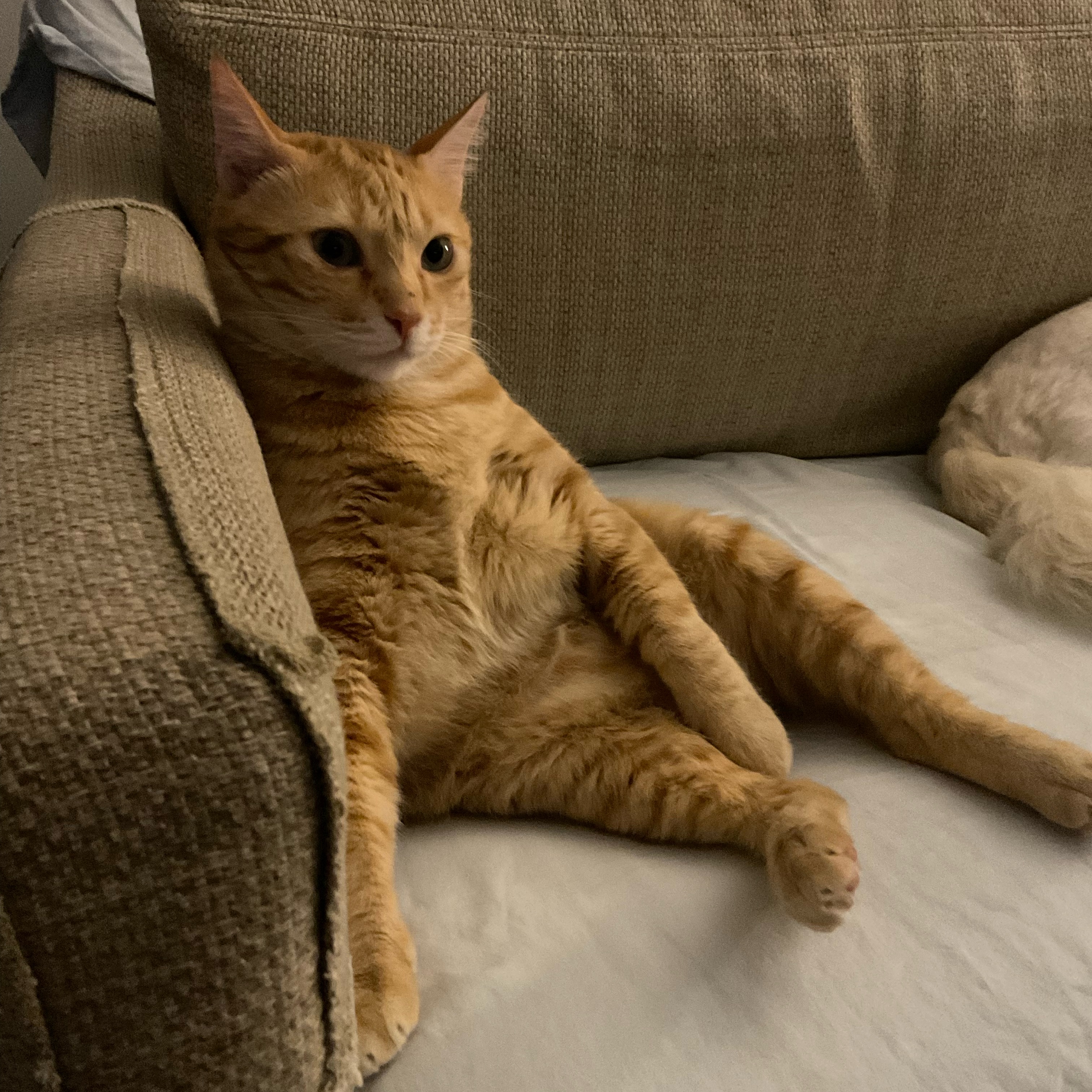 Meme by knightsofoshawott