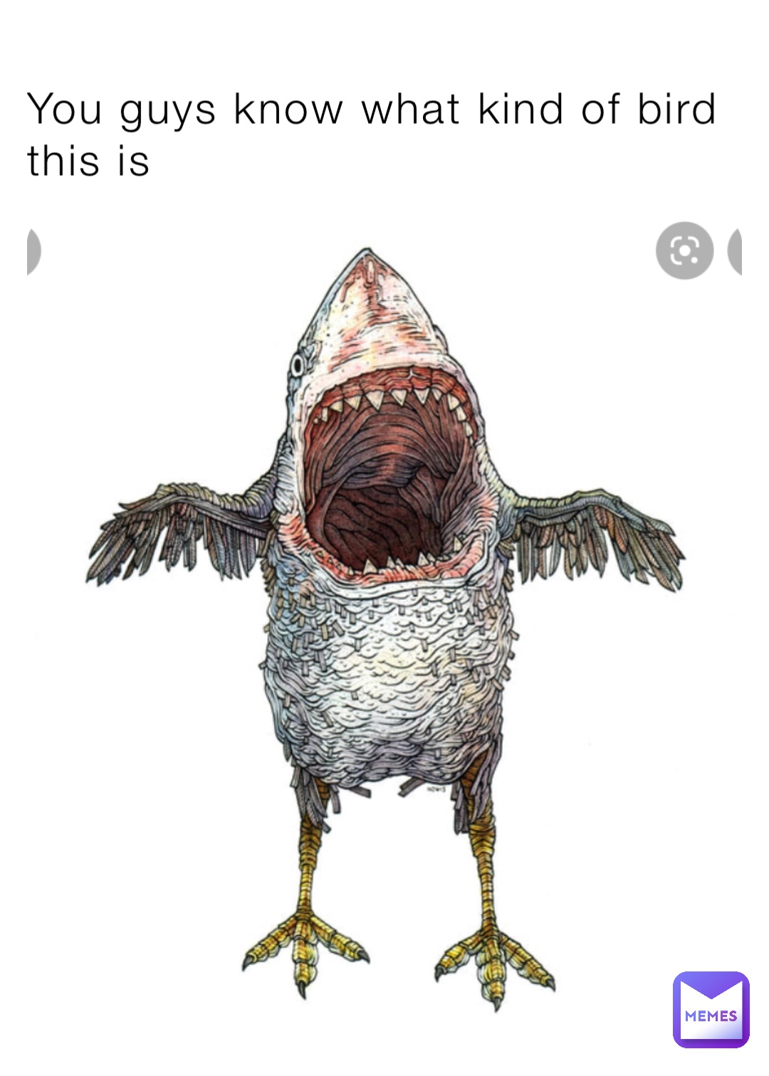 You guys know what kind of bird this is | @fisher_kidd | Memes