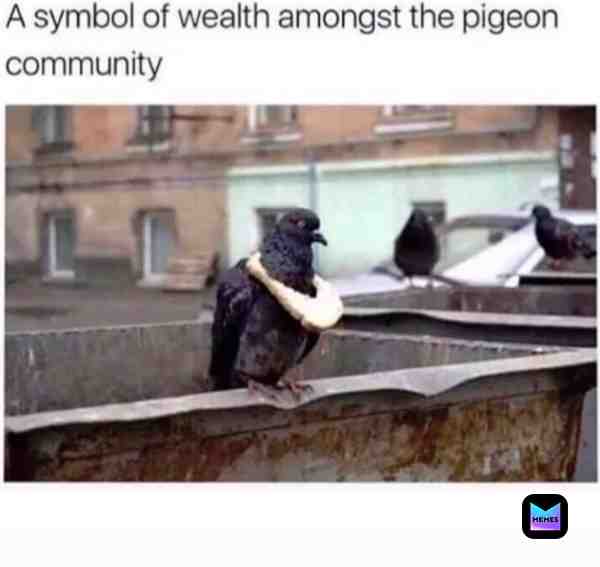#pigeon #wealth #bread