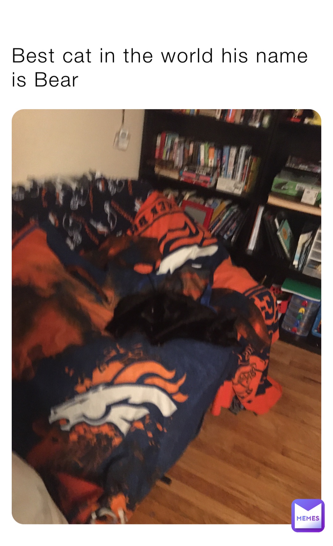 Best cat in the world his name is Bear