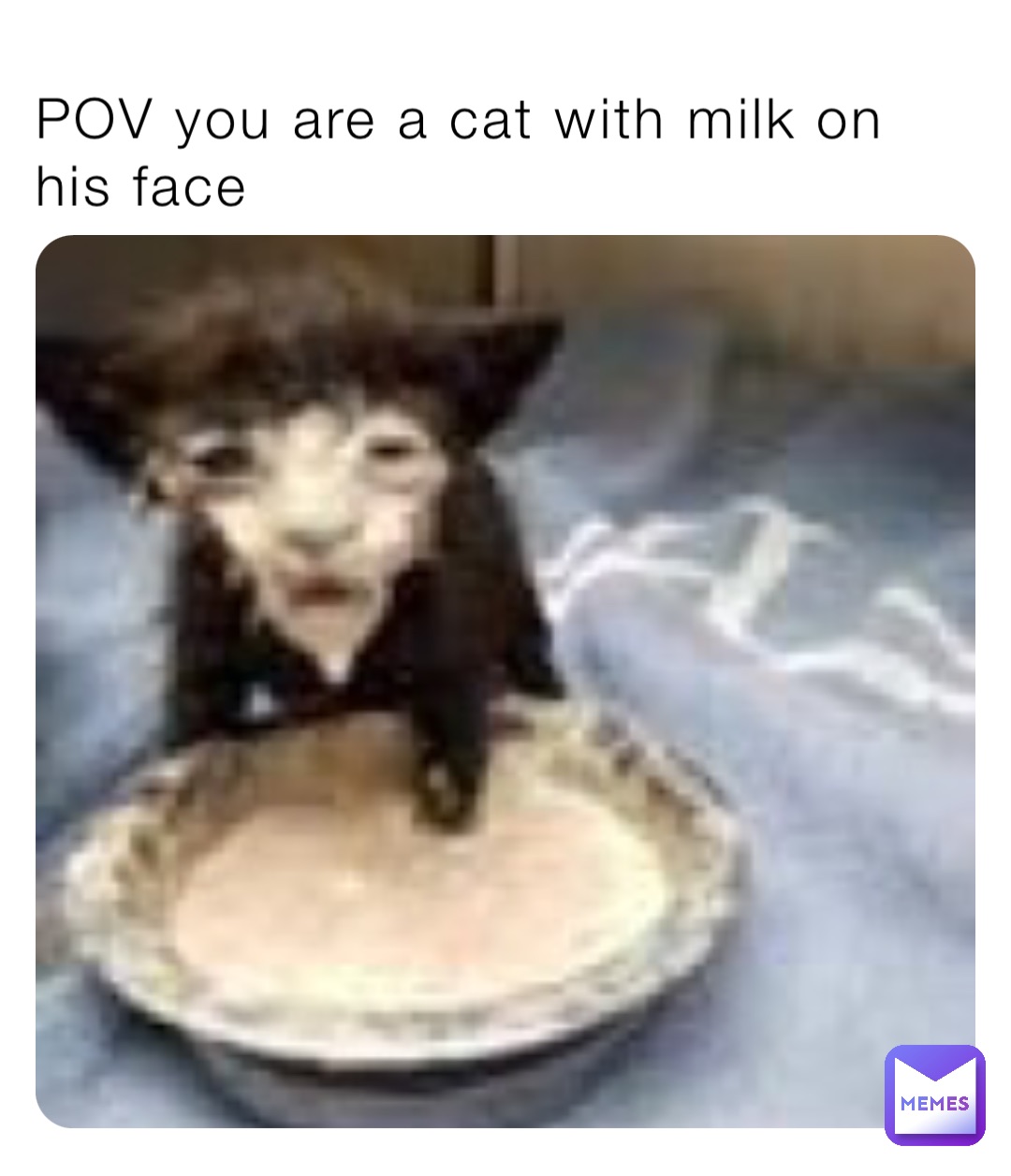 POV you are a cat with milk on his face