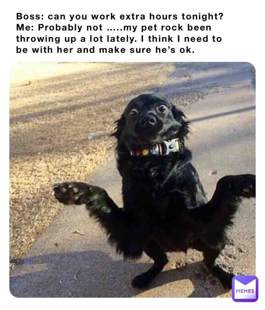 Still not sure if it’s a he or a she but it sick. #lol #memes #funnymemes #pets #worksucks