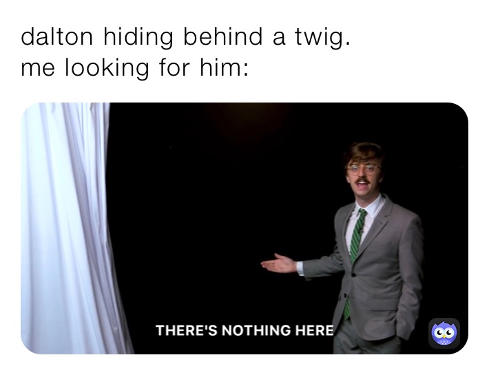 dalton hiding behind a twig.
me looking for him: