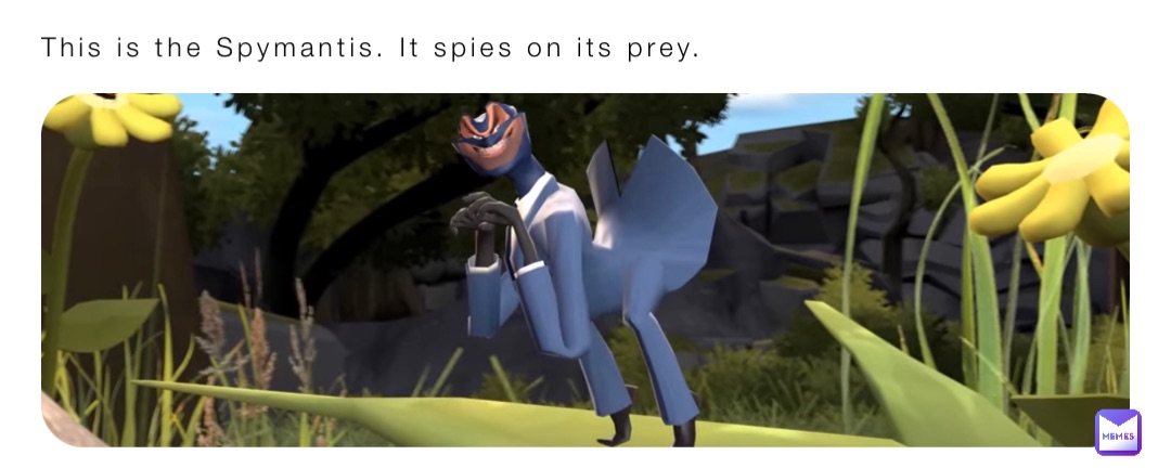 This is the Spymantis. It spies on its prey.