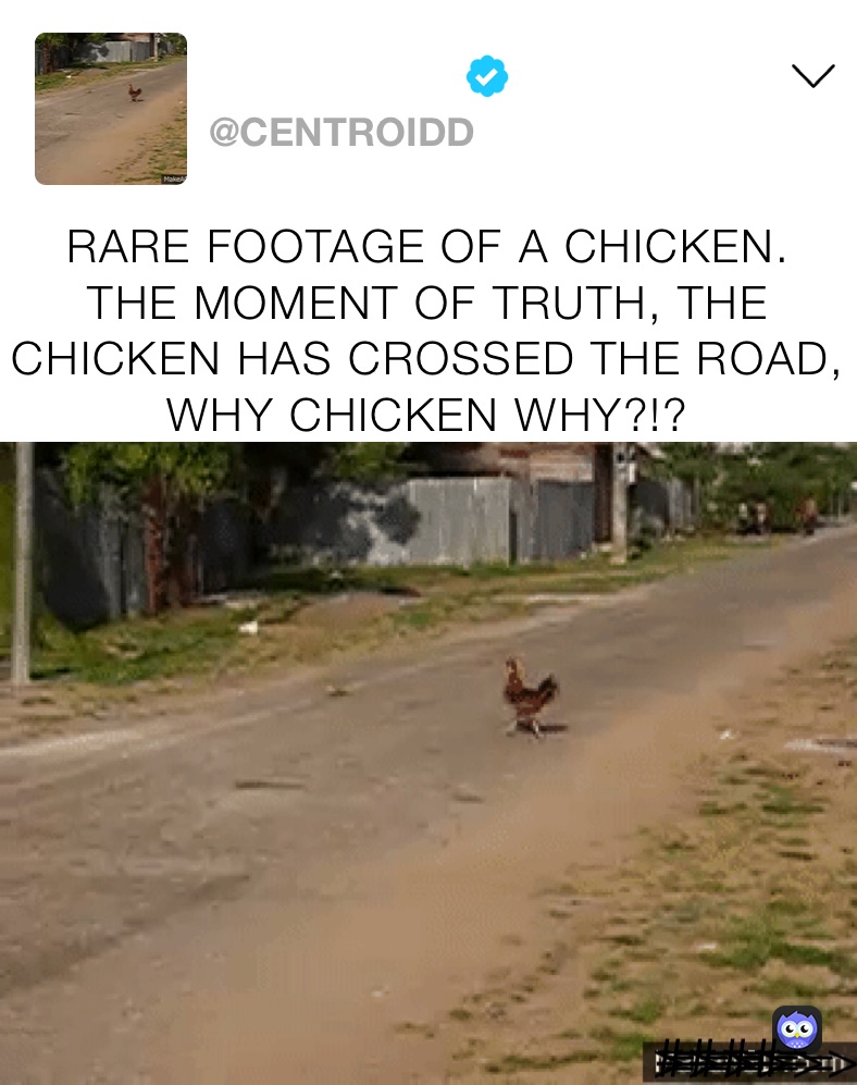 RARE FOOTAGE OF A CHICKEN.   THE MOMENT OF TRUTH, THE CHICKEN HAS CROSSED THE ROAD, WHY CHICKEN WHY?!?