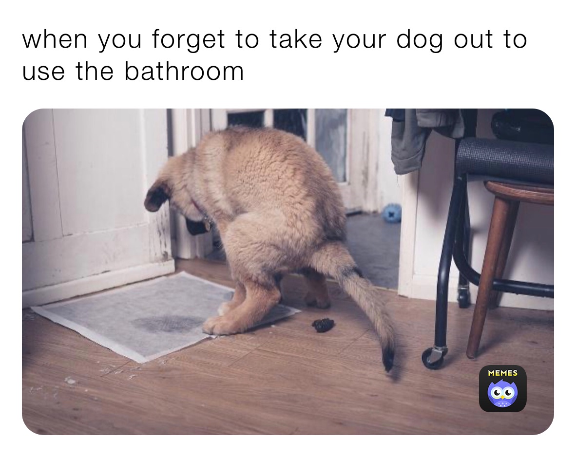 when you forget to take your dog out to use the bathroom 