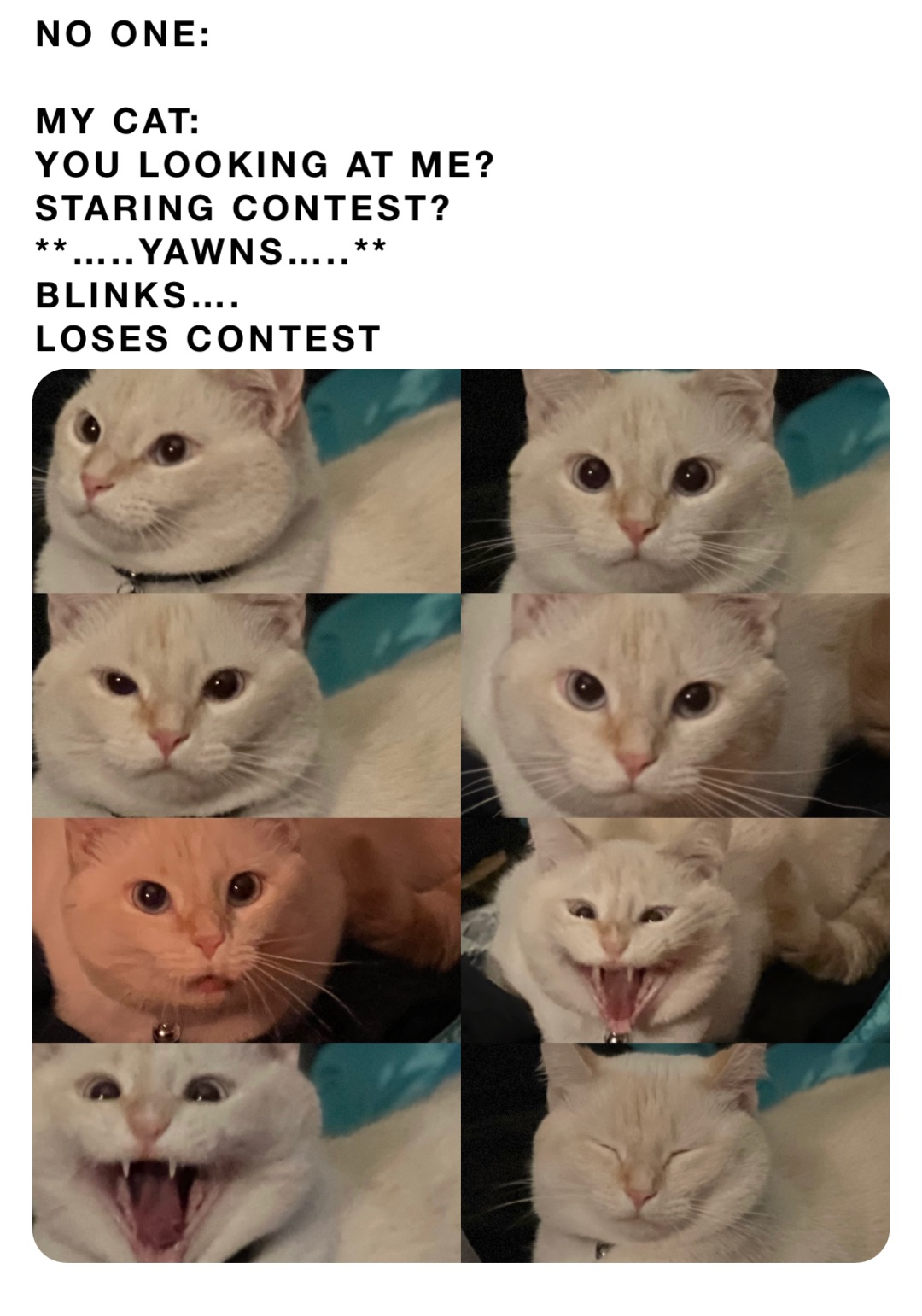 NO ONE:

MY CAT: 
YOU LOOKING AT ME? 
STARING CONTEST? 
**…..YAWNS…..**
BLINKS….
LOSES CONTEST