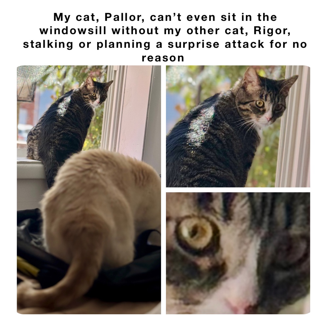 My cat, Pallor, can’t even sit in the windowsill without my other cat, Rigor, stalking or planning a surprise attack for no reason