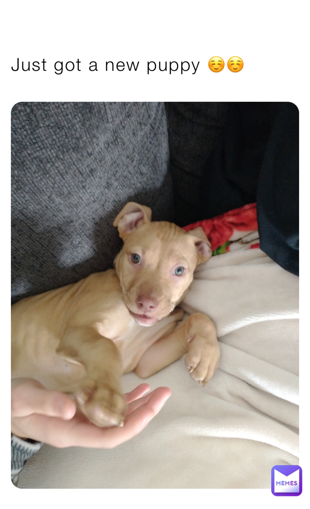 Just got a new puppy ☺️☺️