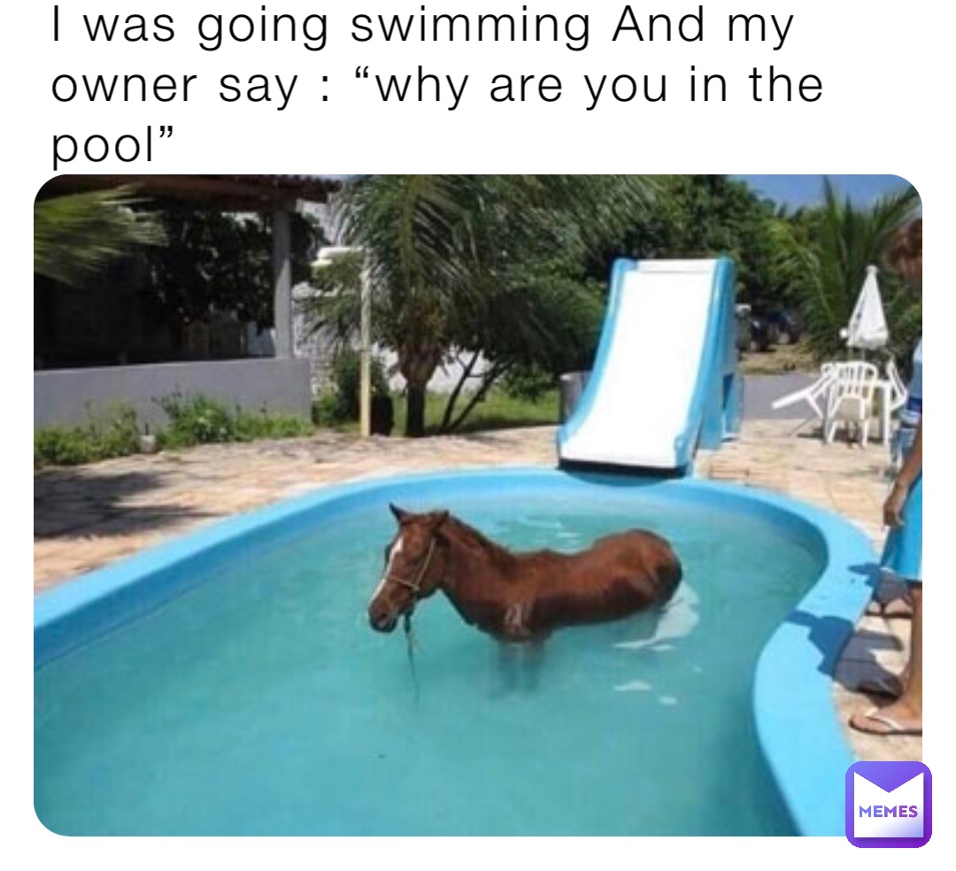I was going swimming And my owner say : “why are you in the pool” |  @i_love_horses | Memes