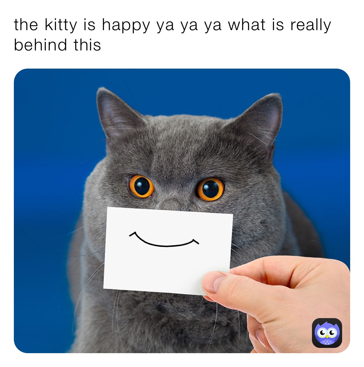 the kitty is happy ya ya ya what is really behind this