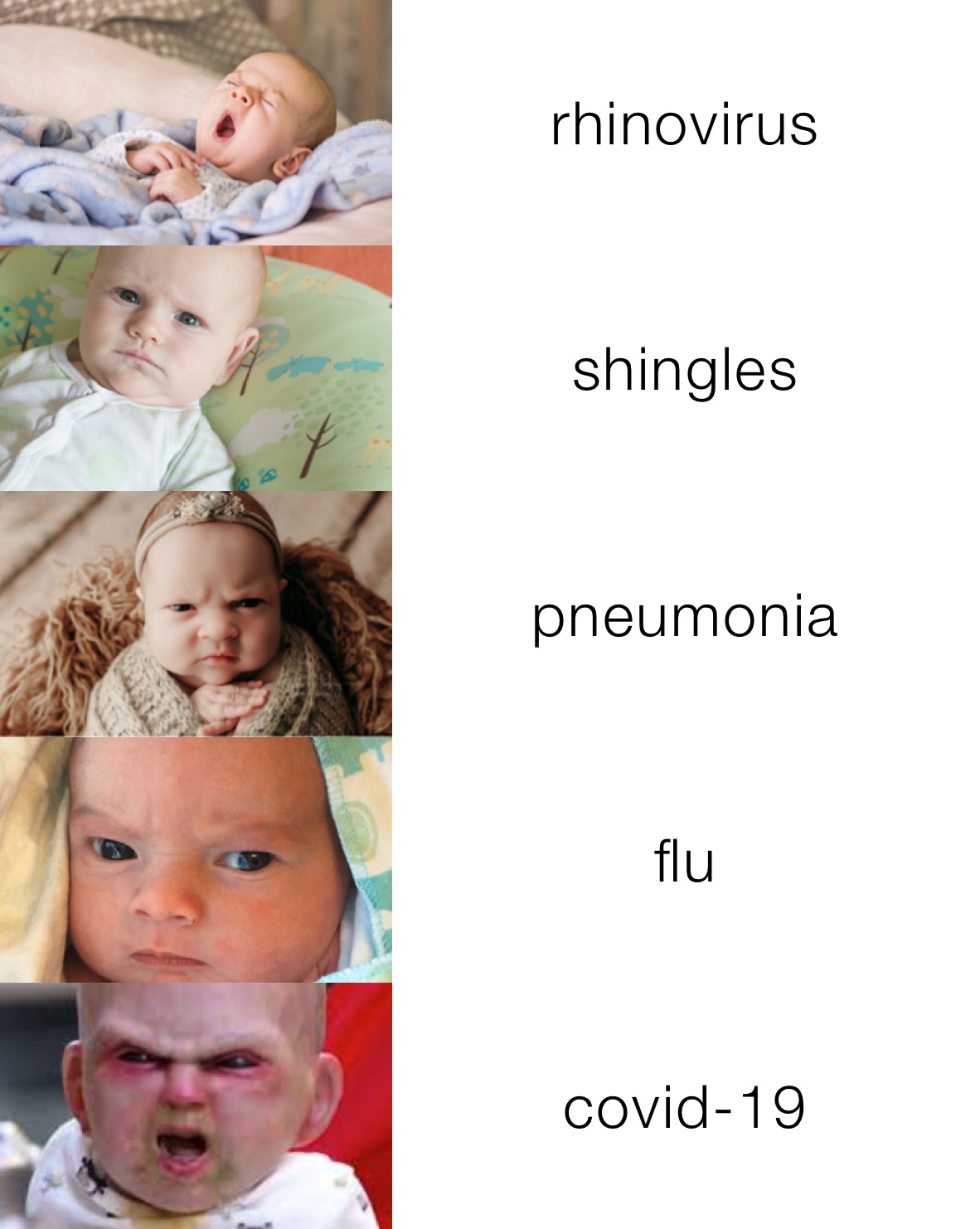 rhinovirus shingles pneumonia  flu covid-19