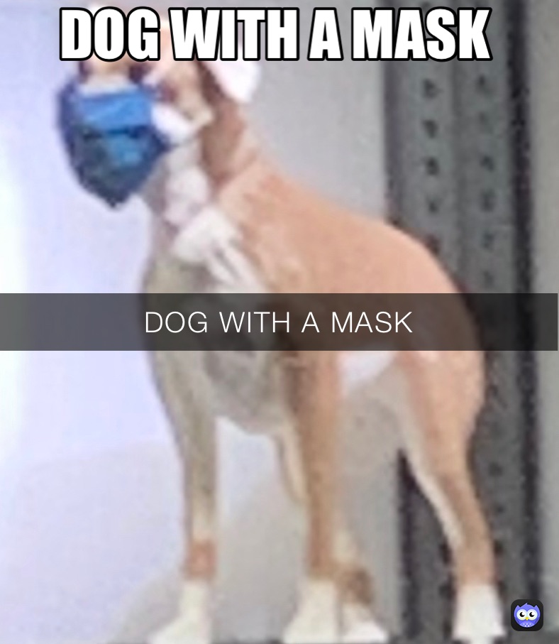 DOG WITH A MASK the_derpy_anteater Memes