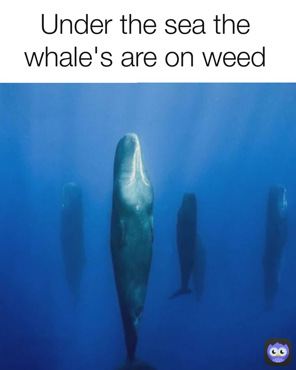 Under the sea the whale's are on weed