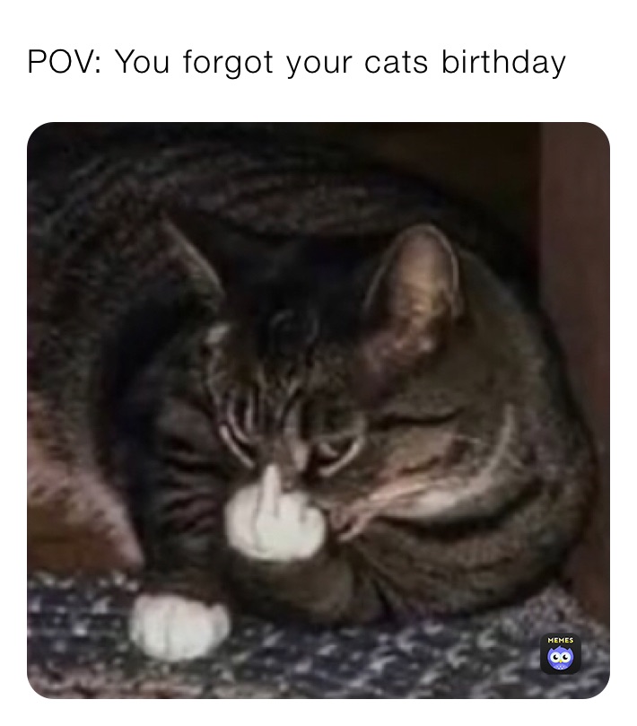 POV You your cats birthday aTinyBot Memes