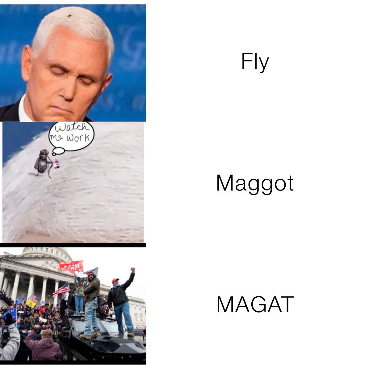 Fly Maggot MAGAT