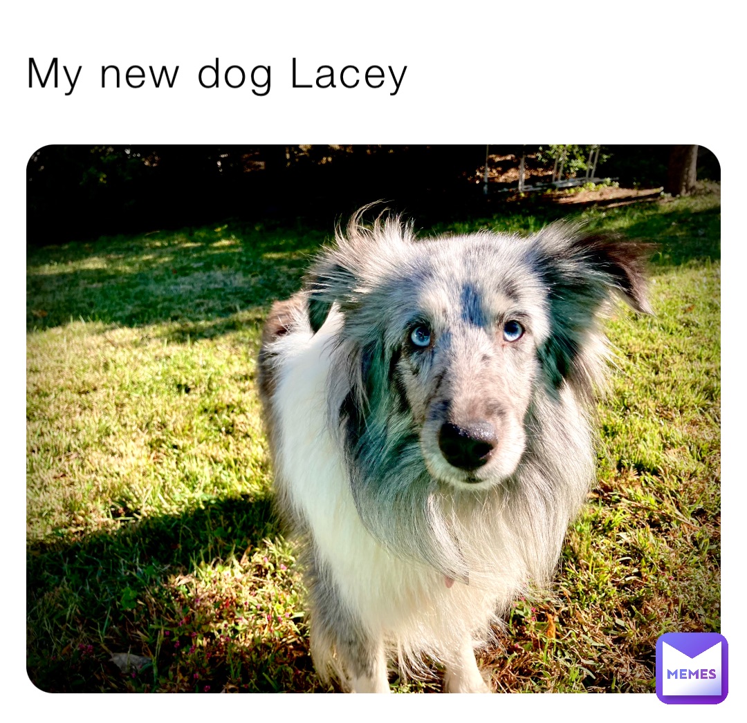 My new dog Lacey