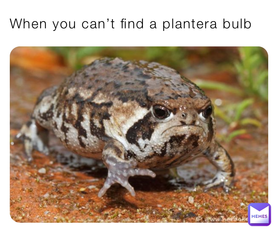 When you can’t find a plantera bulb