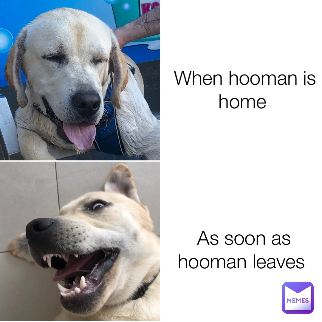 When hooman is home As soon as hooman leaves