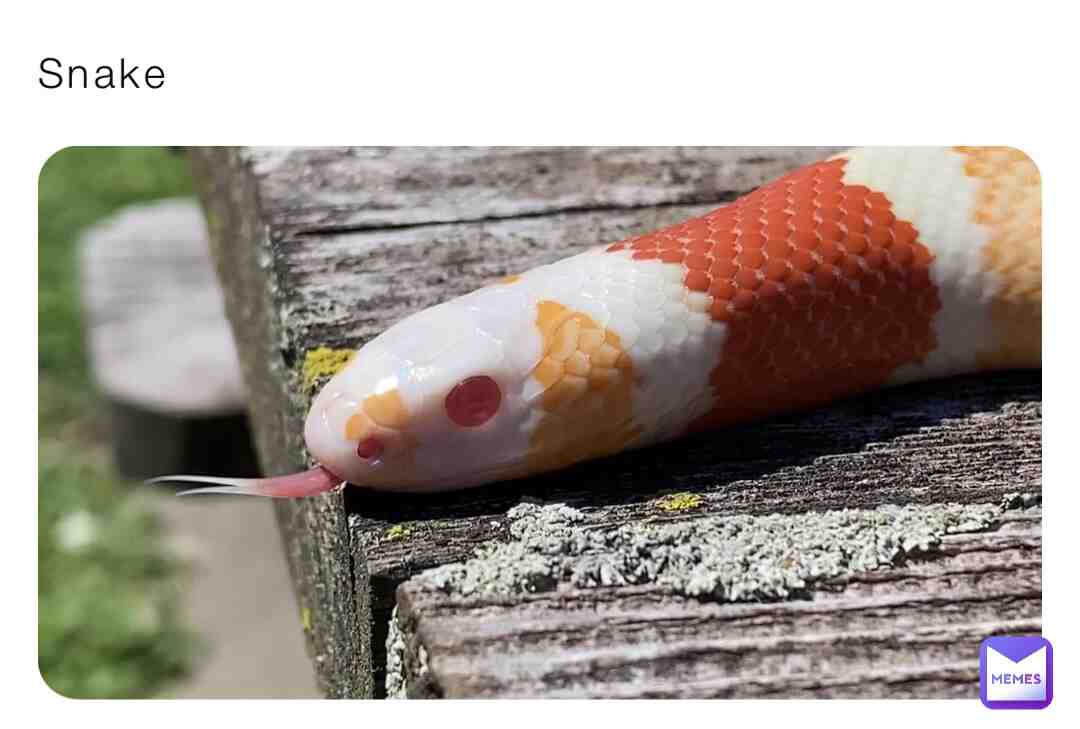 Snake