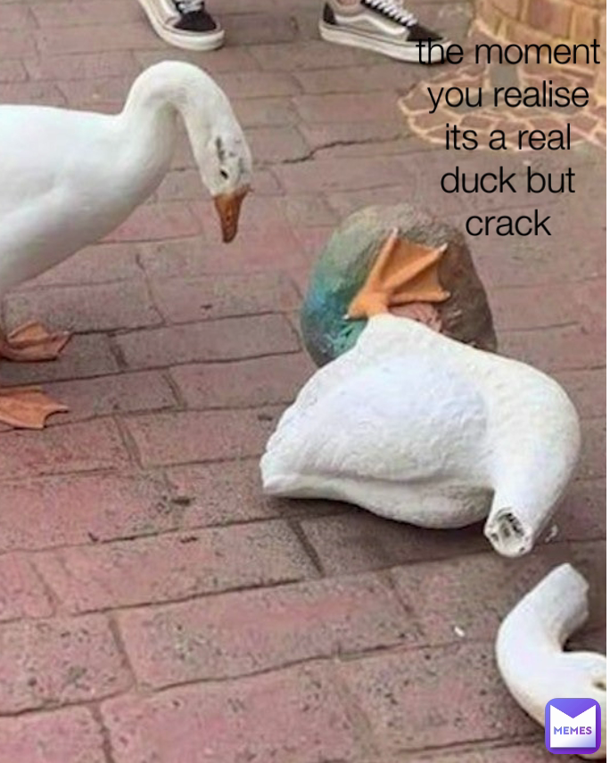 the moment you realise its a real duck but crack