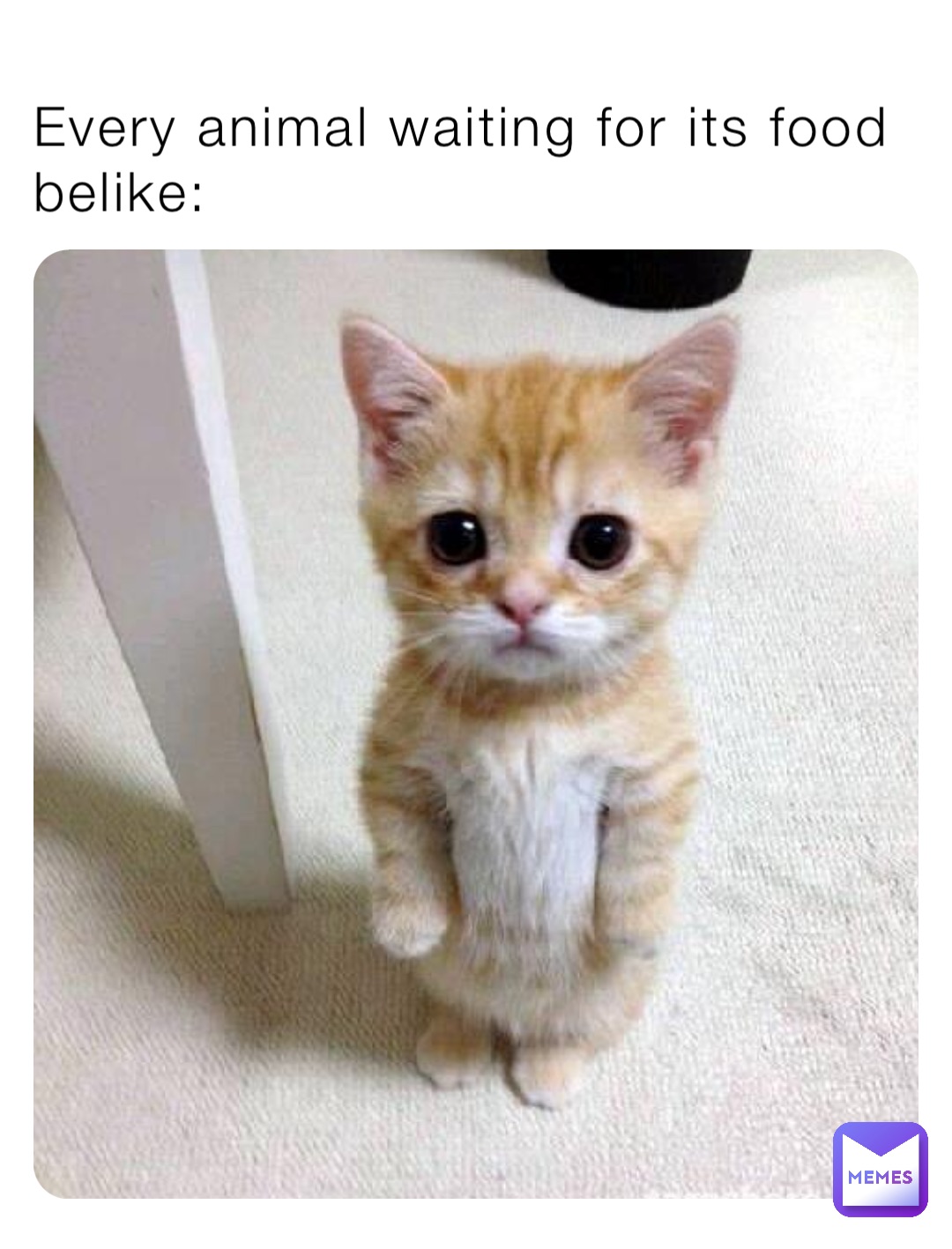 Every animal waiting for its food belike: