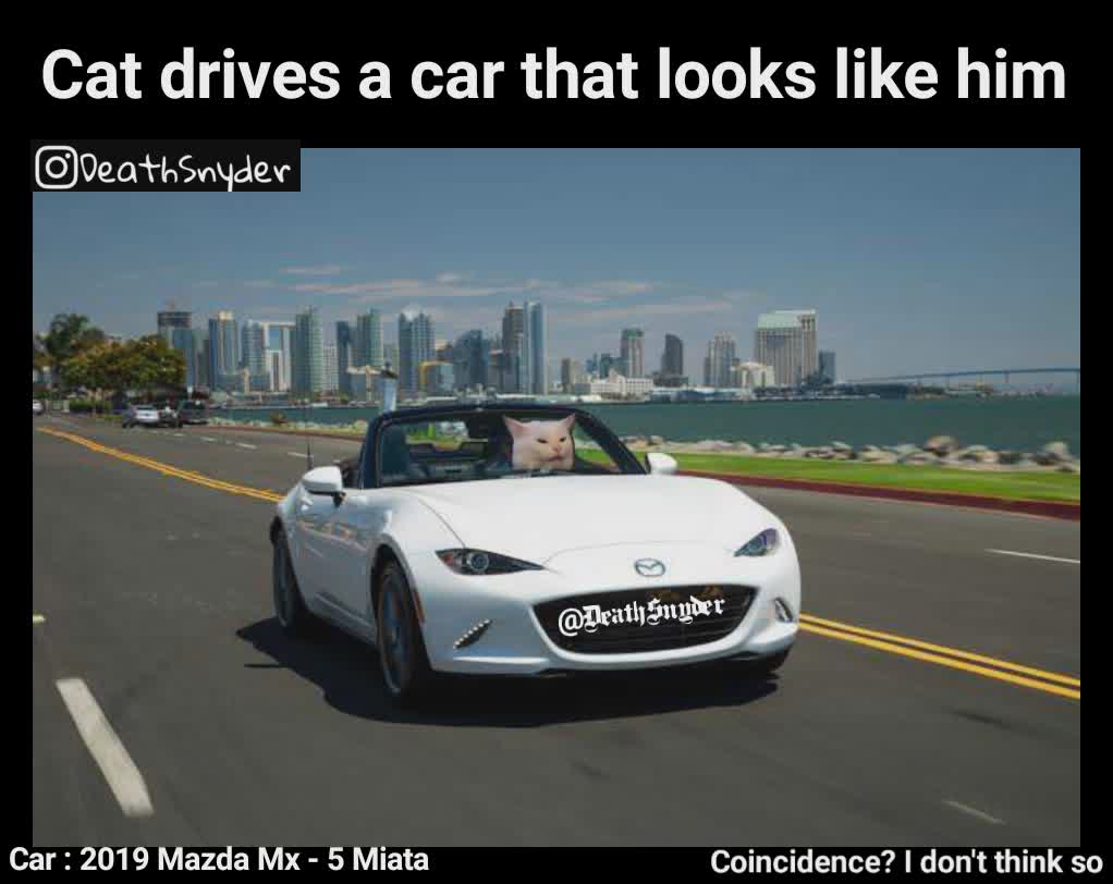 Car : 2019 Mazda Mx - 5 Miata Cat drives a car that looks like him @DeathSnyder Coincidence? I don't think so 