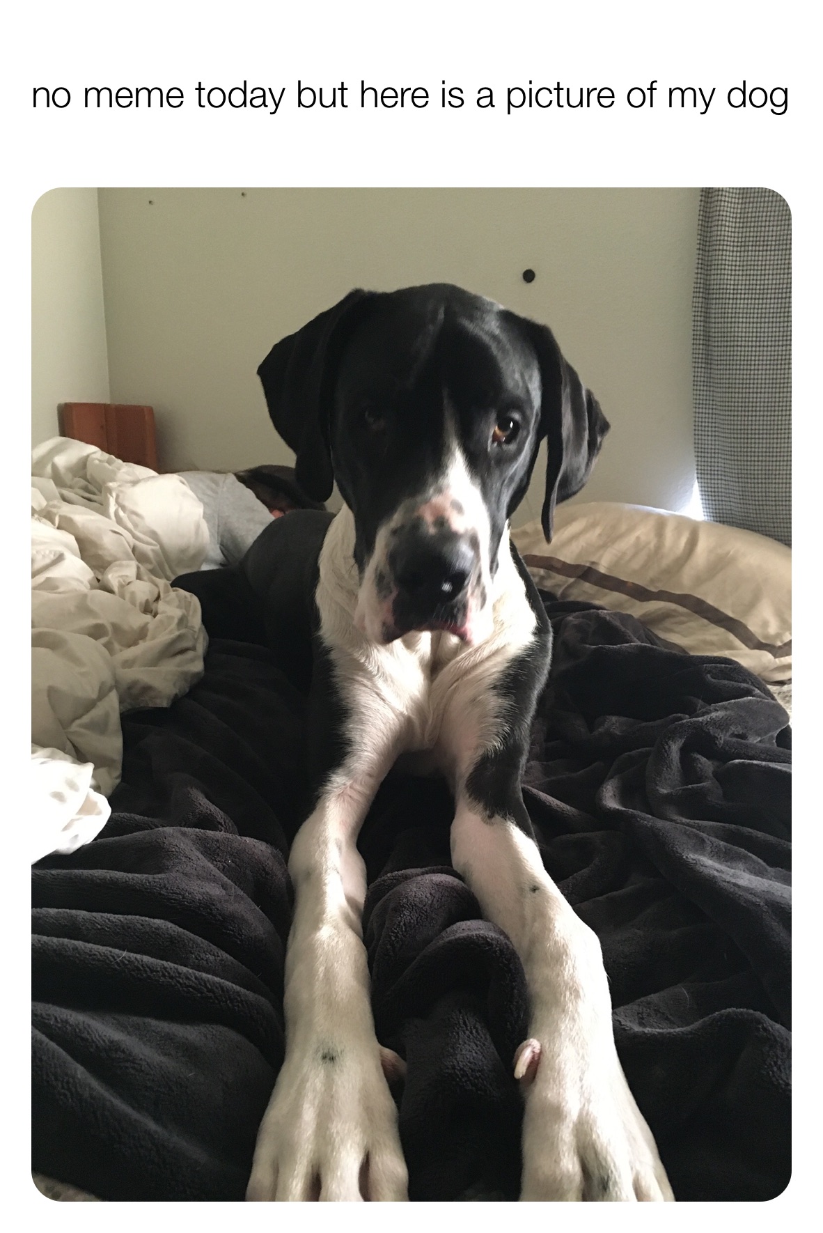 Meme by memereviewbear