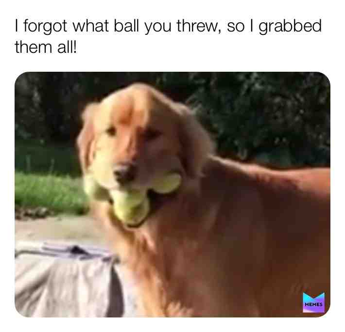 #dogs #pets #animals #dogtoys #funnypets