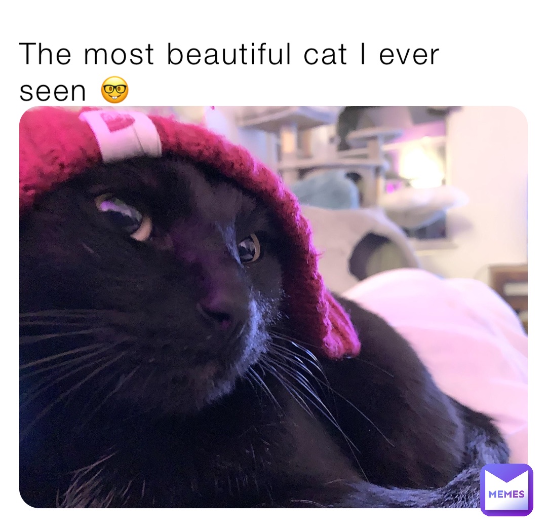 The most beautiful cat I ever seen 🤓