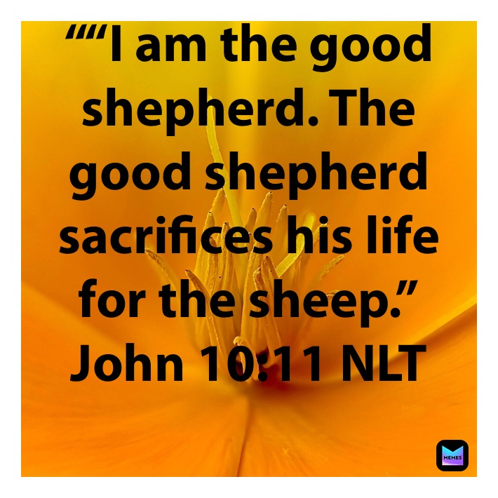 ““I am the good shepherd. The good shepherd sacrifices his life for the sheep.”
‭‭John‬ ‭10:11‬ ‭NLT‬‬