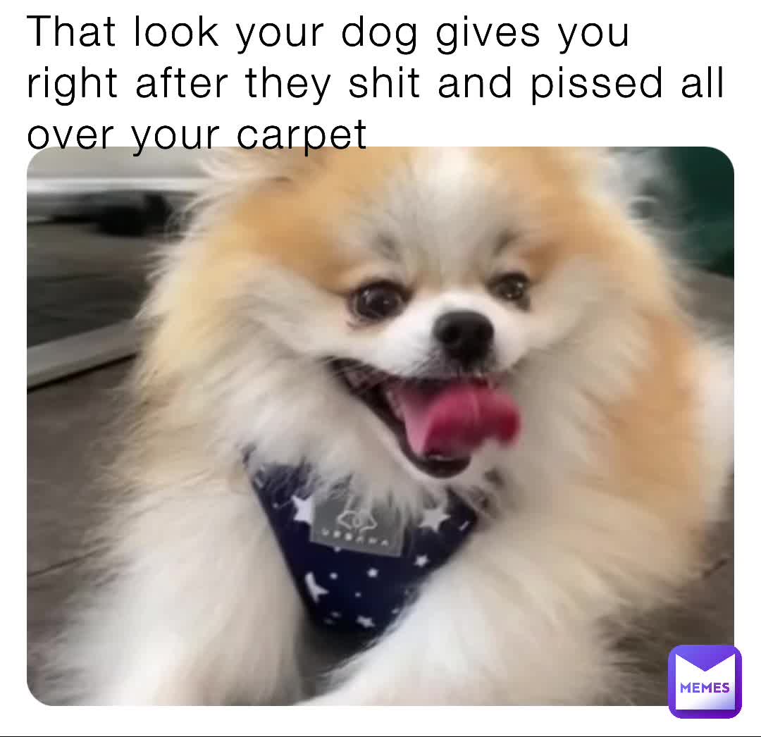 People love cute dogs.  #dogs  #comedy  #pets