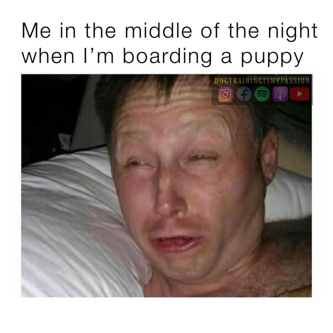 Me in the middle of the night when I’m boarding a puppy