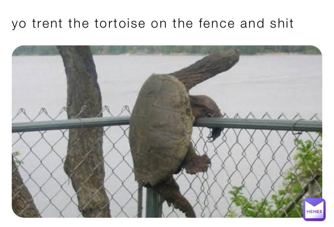 yo trent the tortoise on the fence and shit