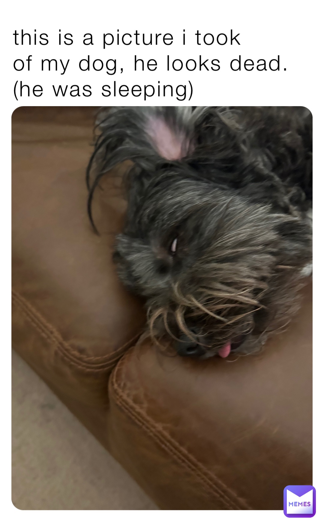 this is a picture i took
of my dog, he looks dead.
(he was sleeping)