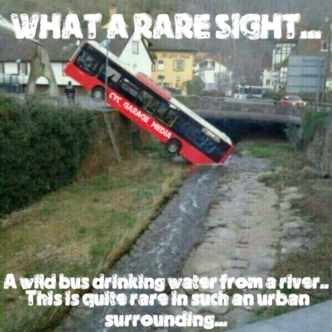 What a rare sight... A wild bus drinking water from a river.. This is quite rare in such an urban surrounding...